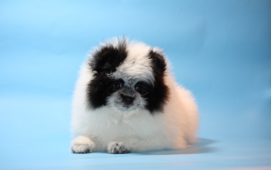 Померанский шпиц окрас Панда