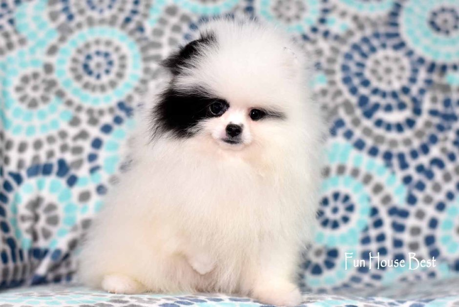 Пати колор окрас мини шпица