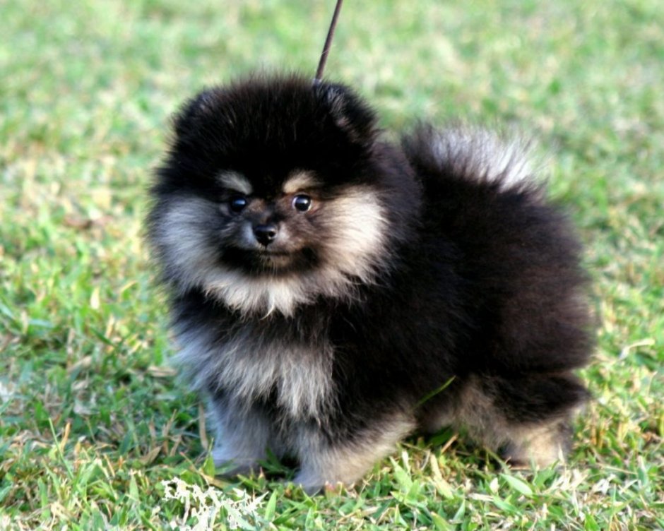 Померанский шпиц окрасы