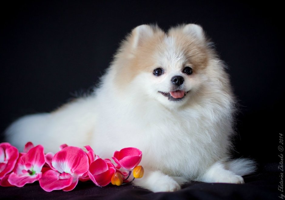 Померанский шпиц Панда