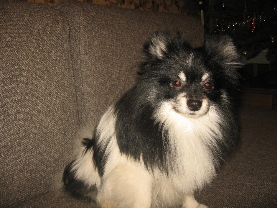 Померанский шпиц окрас Панда