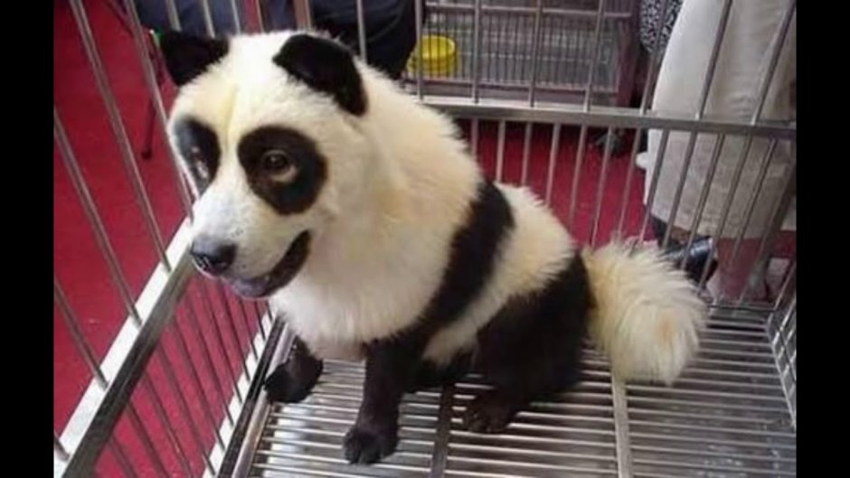 Чао Чао Панда