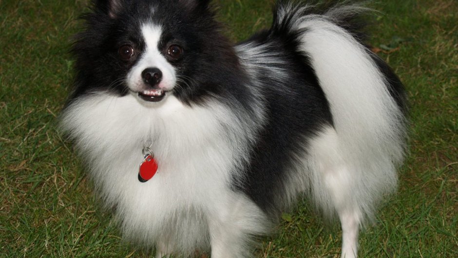 Померанский шпиц мраморный