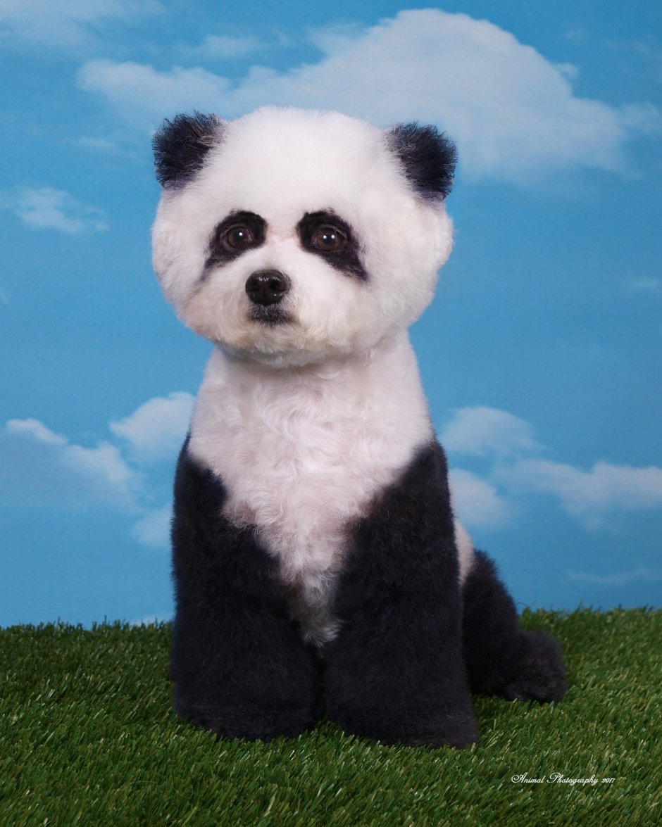 Щенки чау-чау Панда