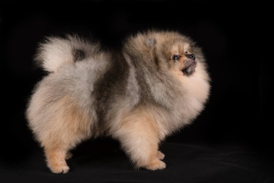 Папильон и померанский шпиц