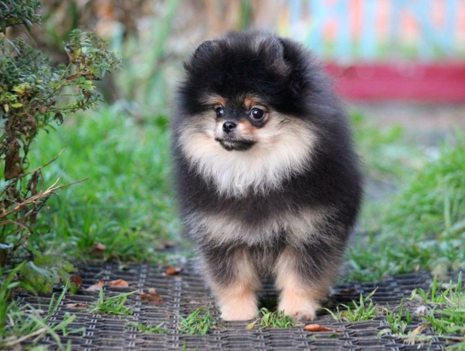 Померанский шпиц стандарт породы
