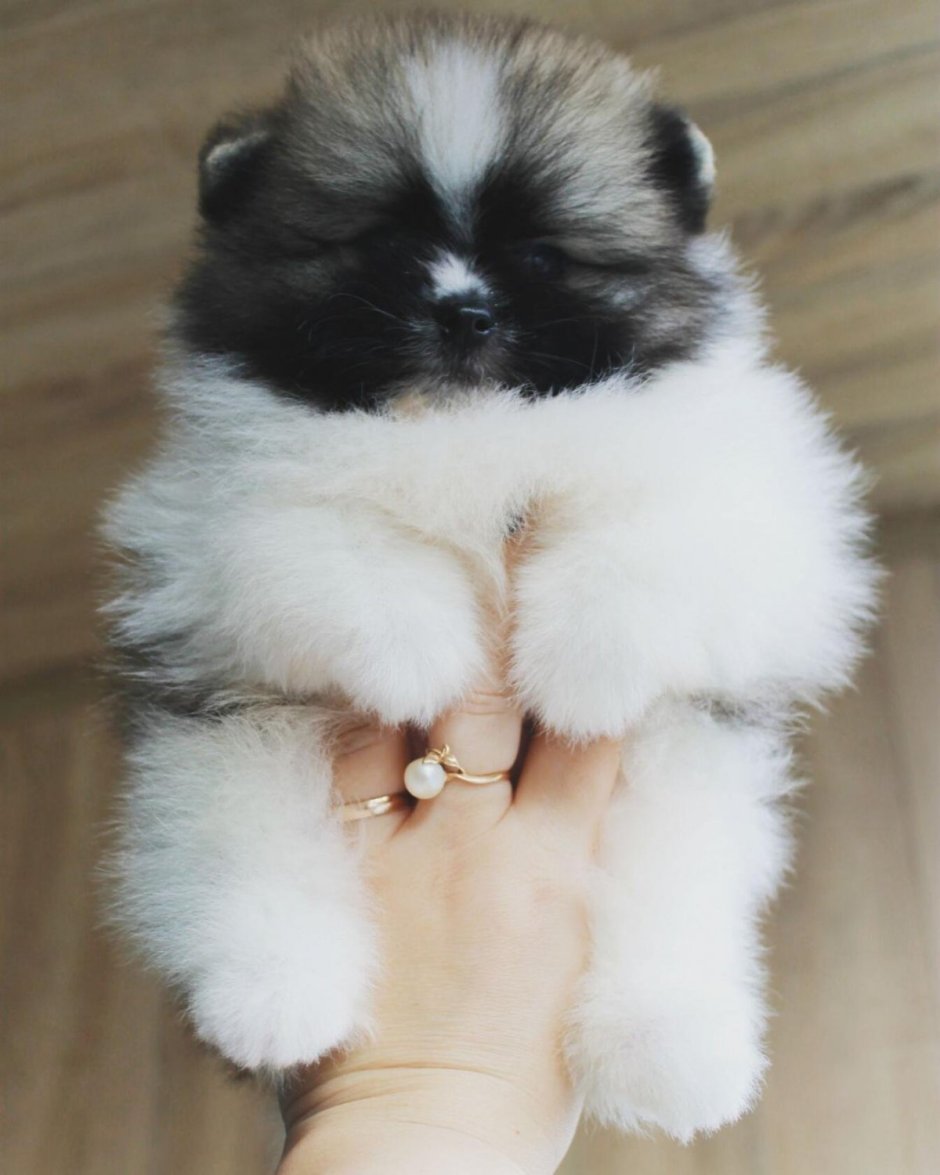 Черный шпиц померанец