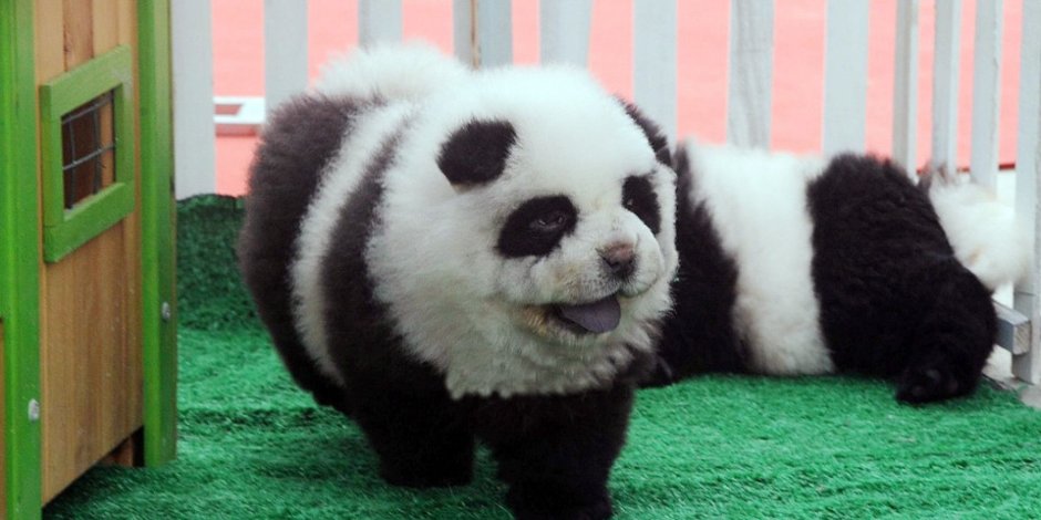 Малый шпиц черный