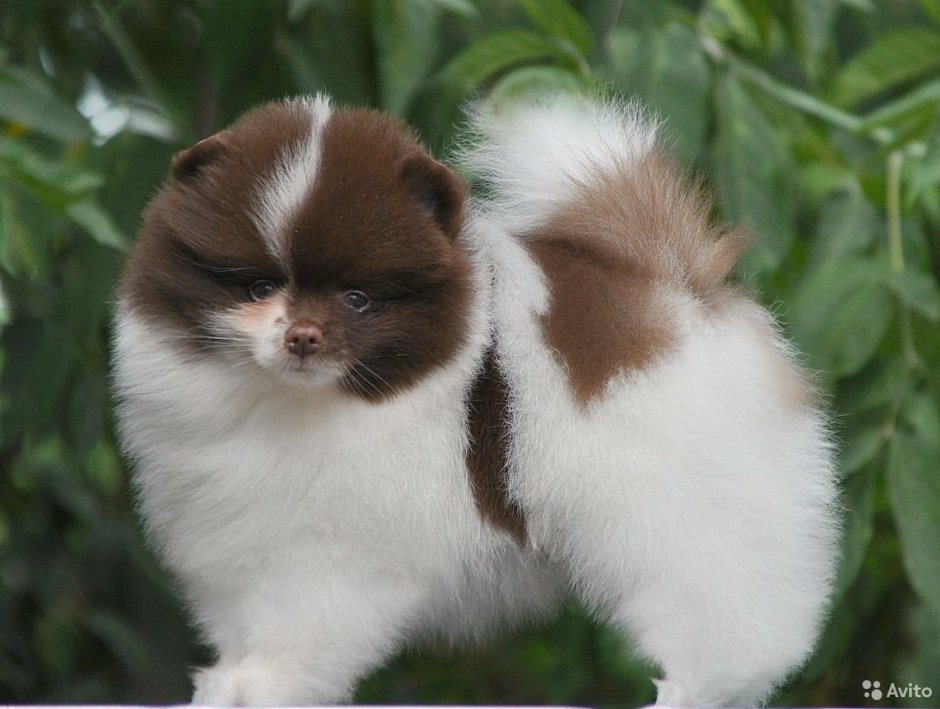 Чау-чау Панда большие