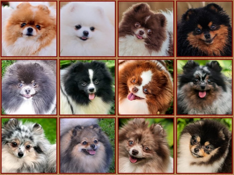 Щенки чау Панда