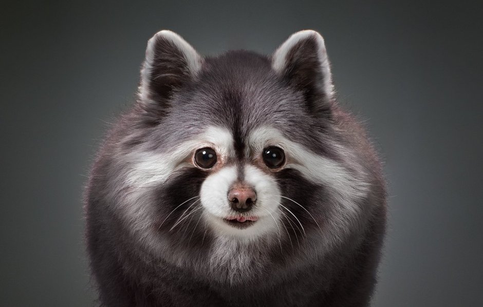 Собака перекрашенная в панду