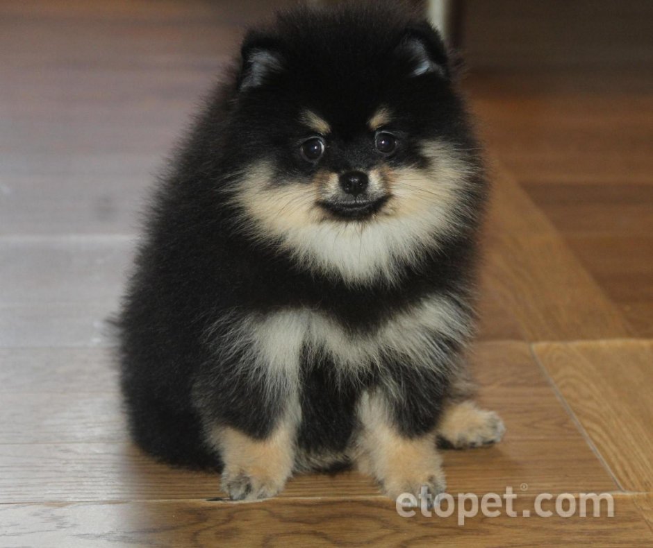 Щенки чау-чау Панда