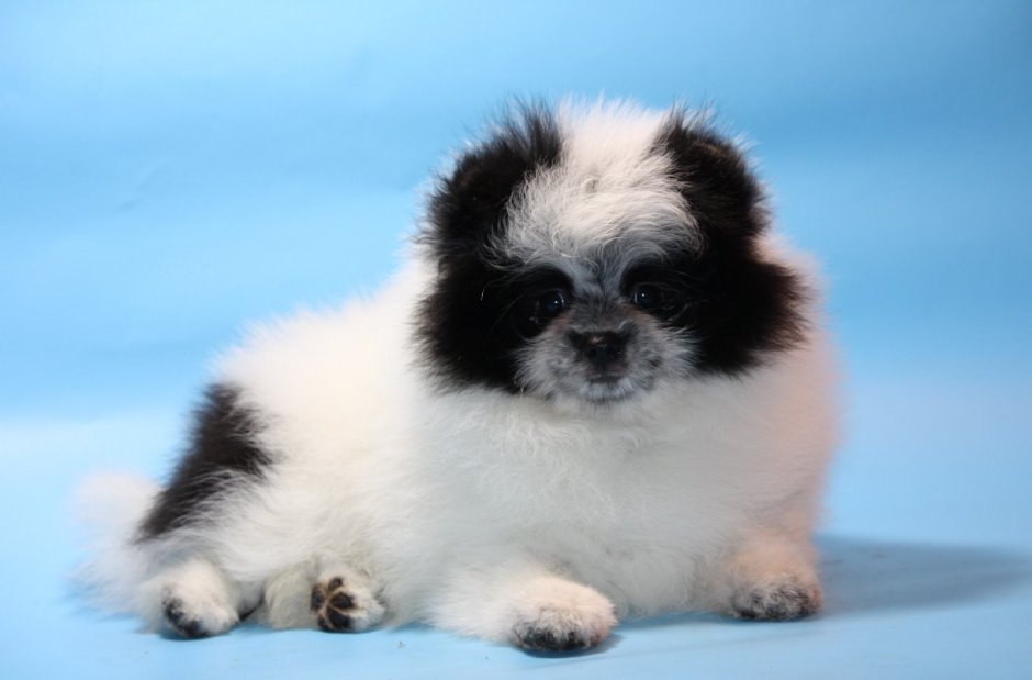 Померанский шпиц Панда