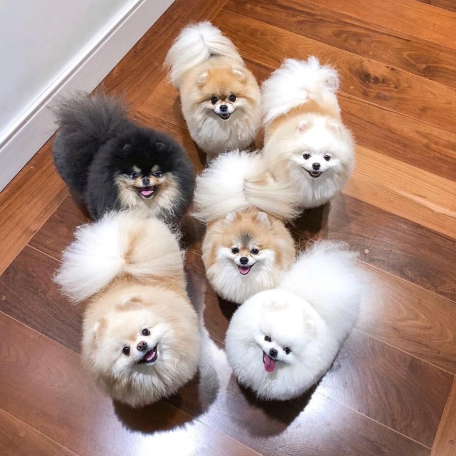 Шпиц черный подпалый