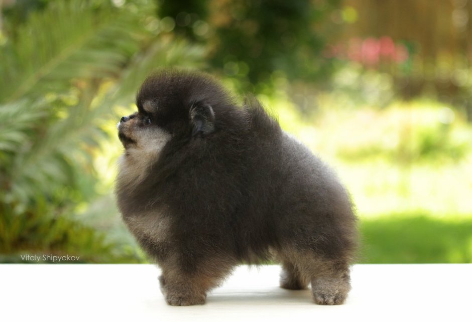 Чау чау окрас Панда