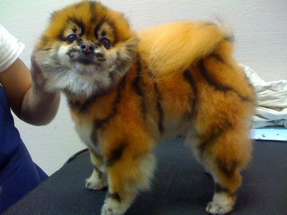 Померанский шпиц Беленький