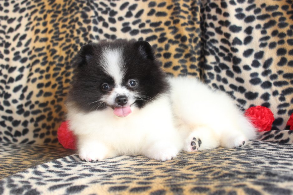 Шпиц окрас Бивер