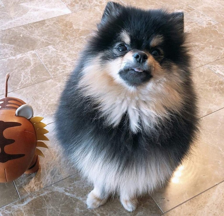 Померанский шпиц Блю Мерль