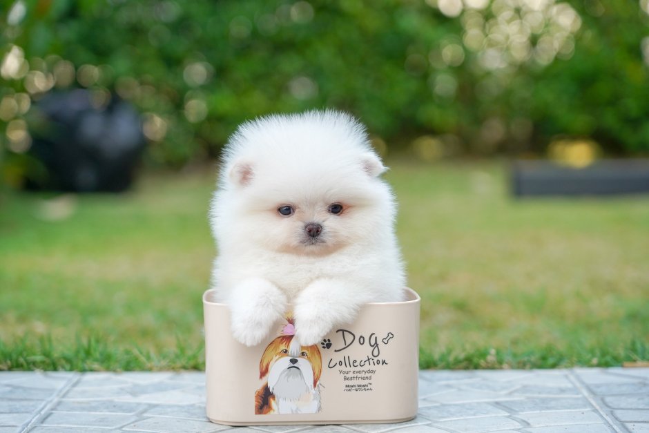 Шпиц немецкий и померанский вес