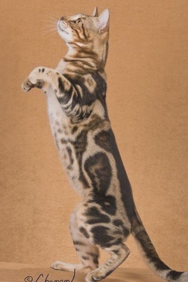 Мраморный табби Бенгальская