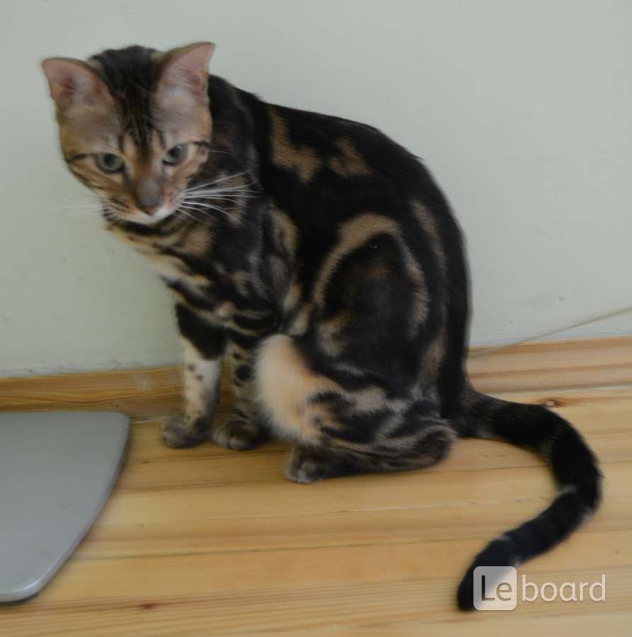 Бенгальская кошка Браун Марбл