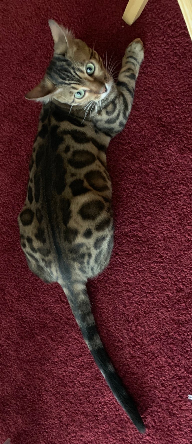 Британский кот мраморный