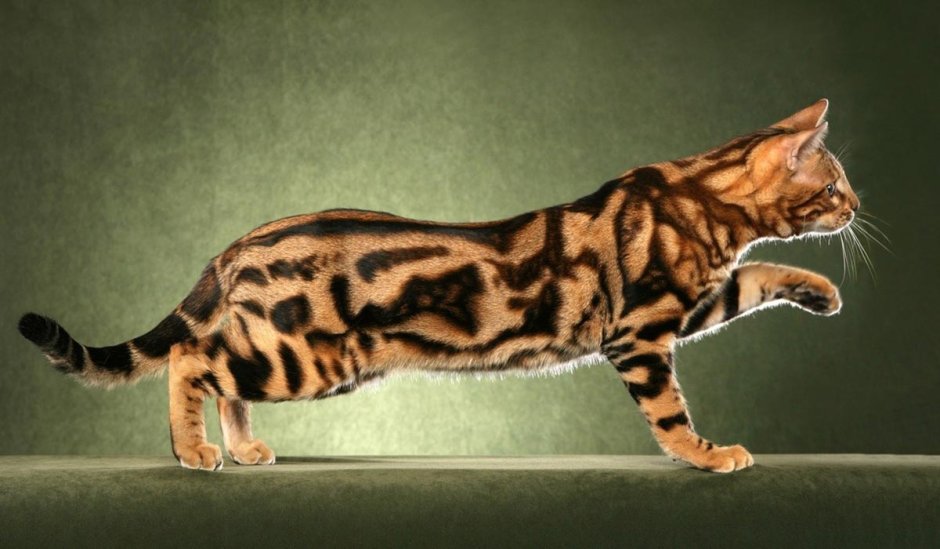 Мраморные бенгальские коты Ирина Блинкова