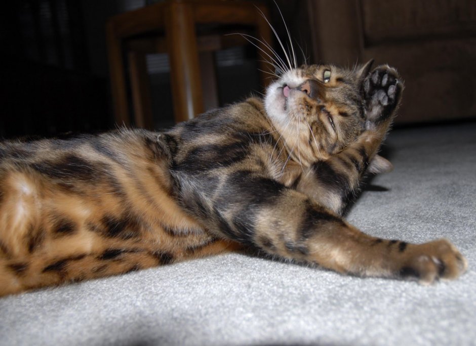 Кот бенгал мраморный