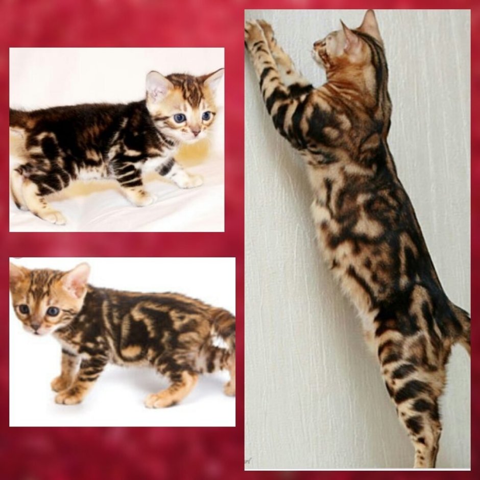 Бенгальский Марбл Браун