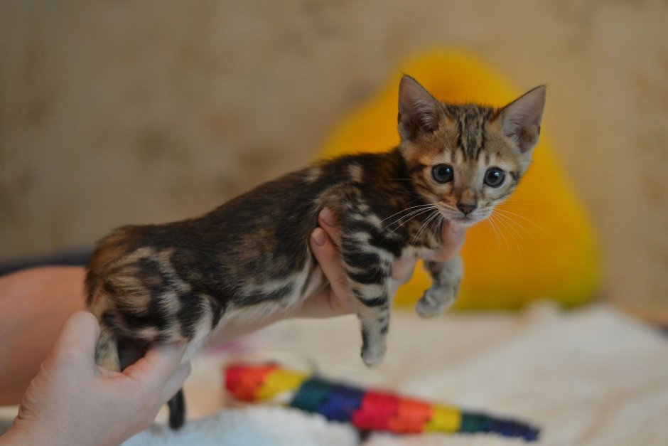 Мраморный бенгал