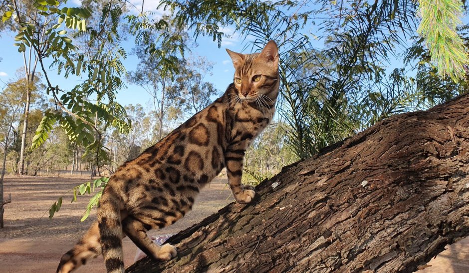 Бенгальский кот на рабочий стол