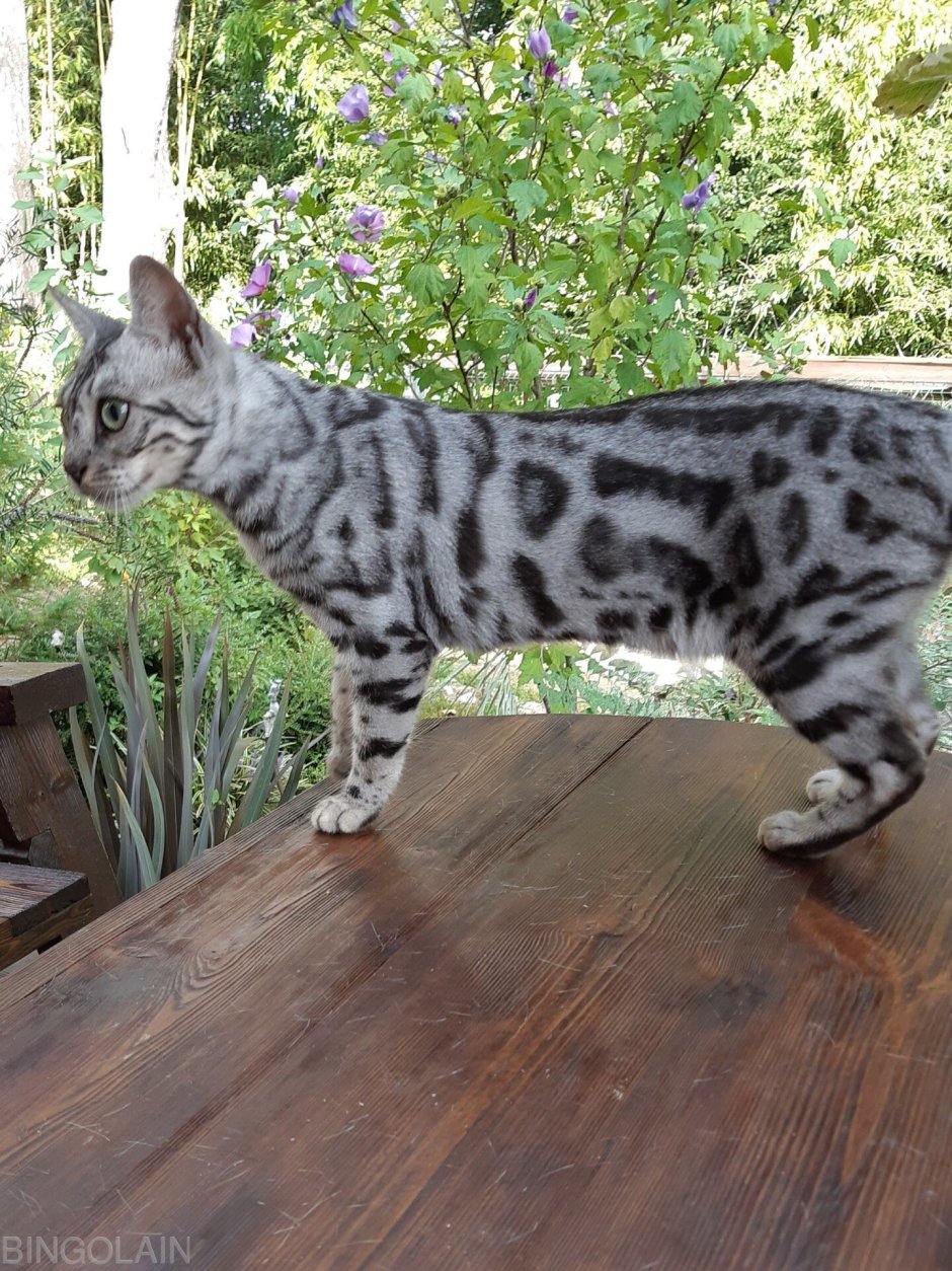 Бенгал мраморный золотой