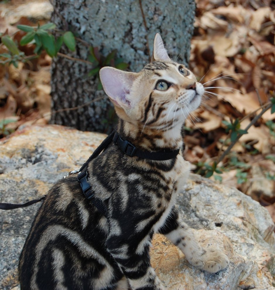 Мраморный бенгал