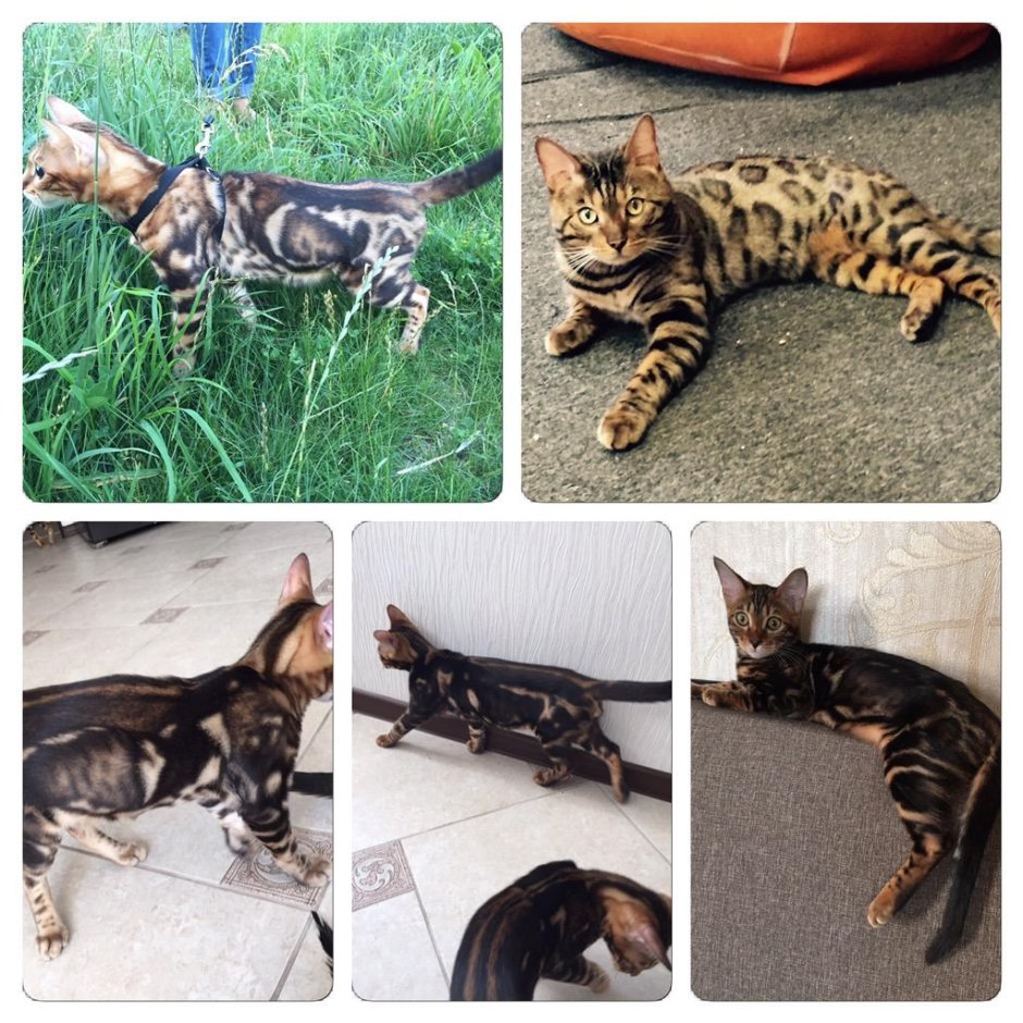 Бенгал Марбл