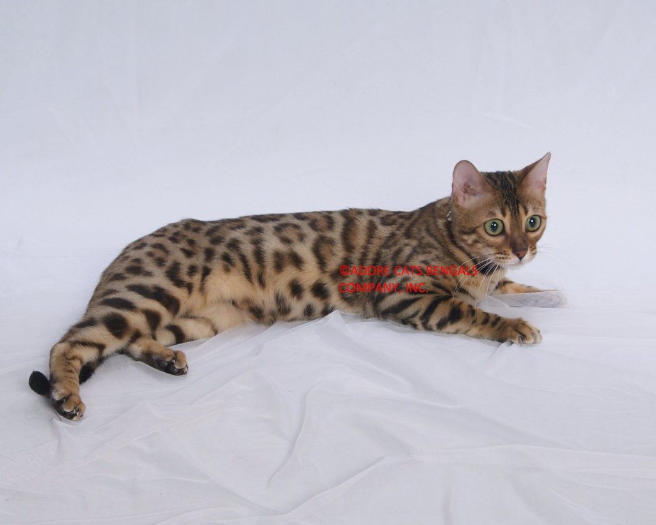 Бенгал Браун Марбл