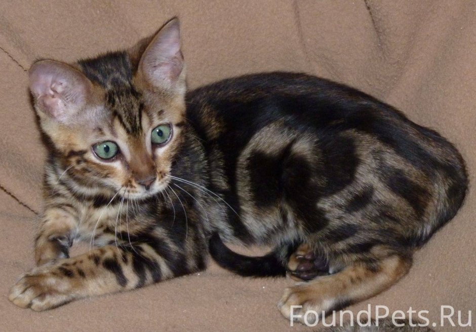 Бенгальская кошка табби мрамор