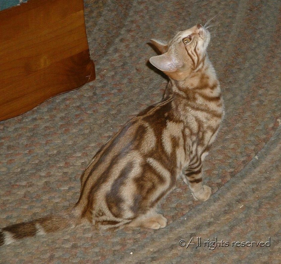 Кот бенгал мрамор