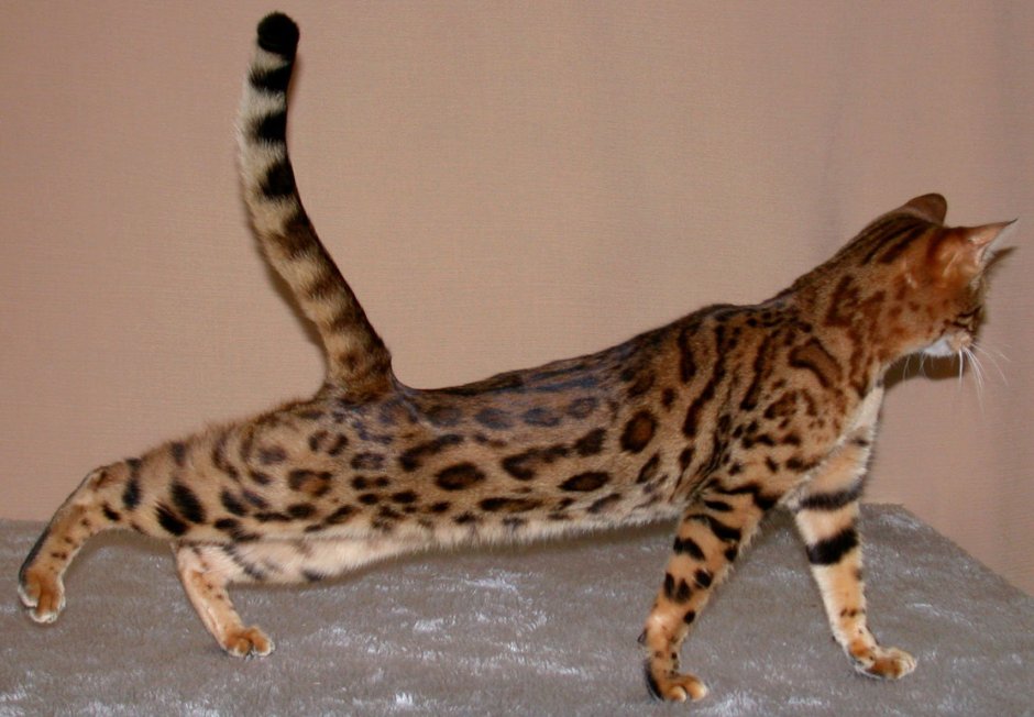 Бенгал Марбл