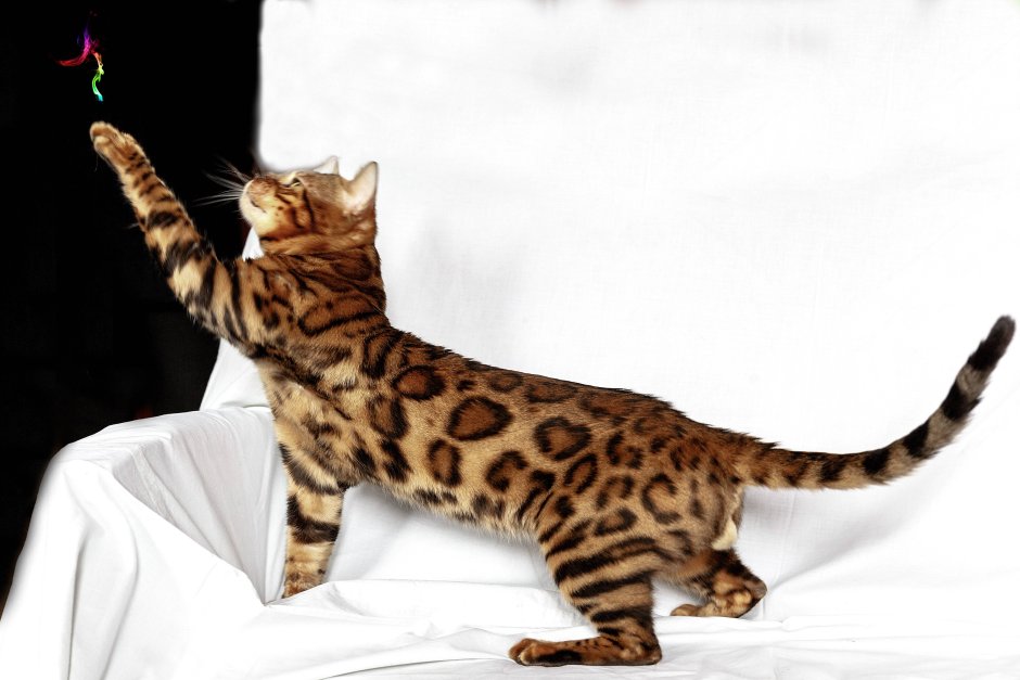 Угольный Браун бенгал