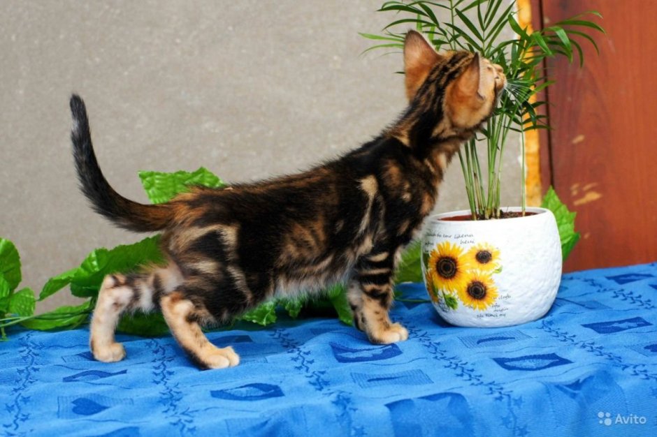 Мраморный табби Бенгальская