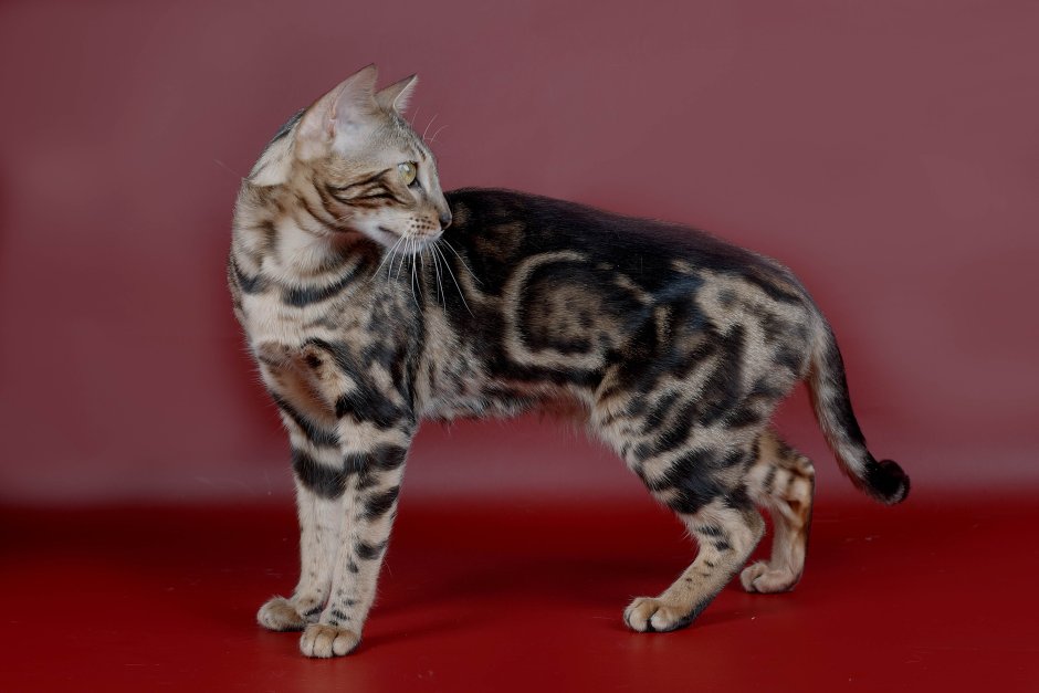 Бенгальская кошка Снежная мраморная