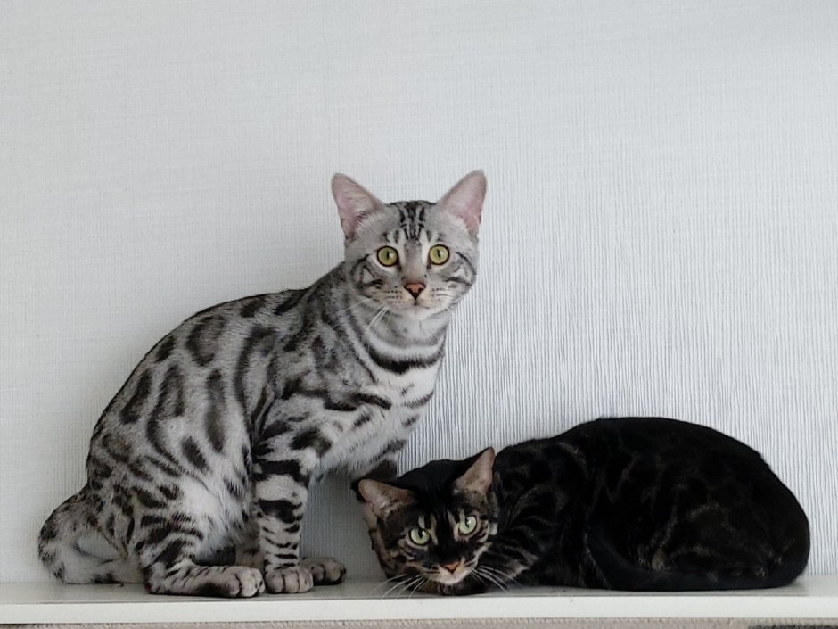 Бенгал мраморный Браун табби