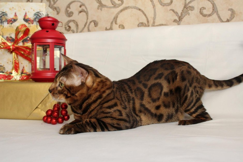 Бенгальская кошка Марбл