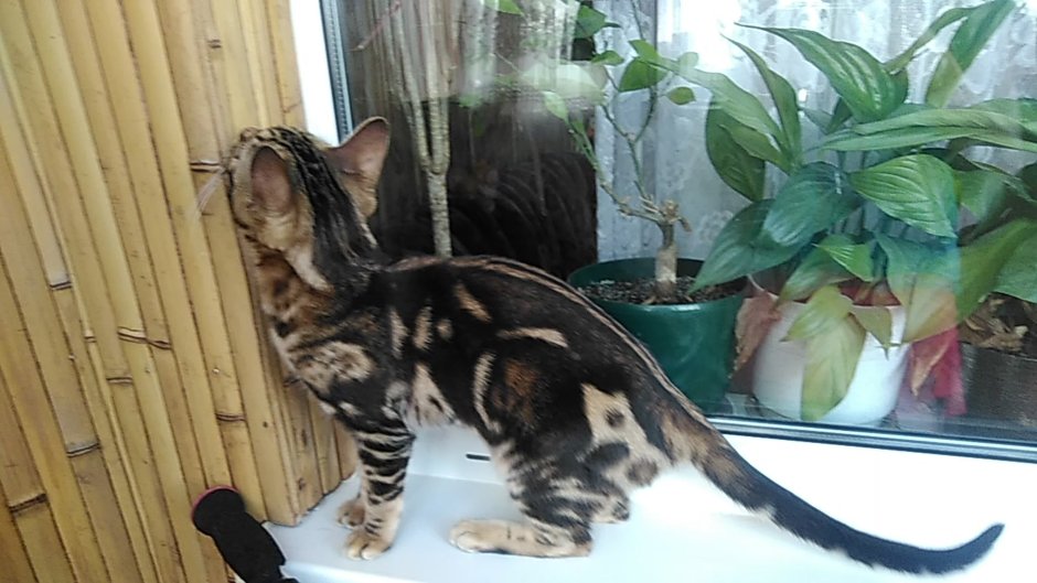 Мраморный бенгал