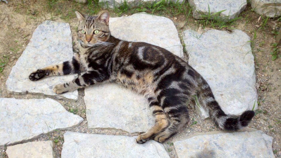 Бенгальская кошка мраморная