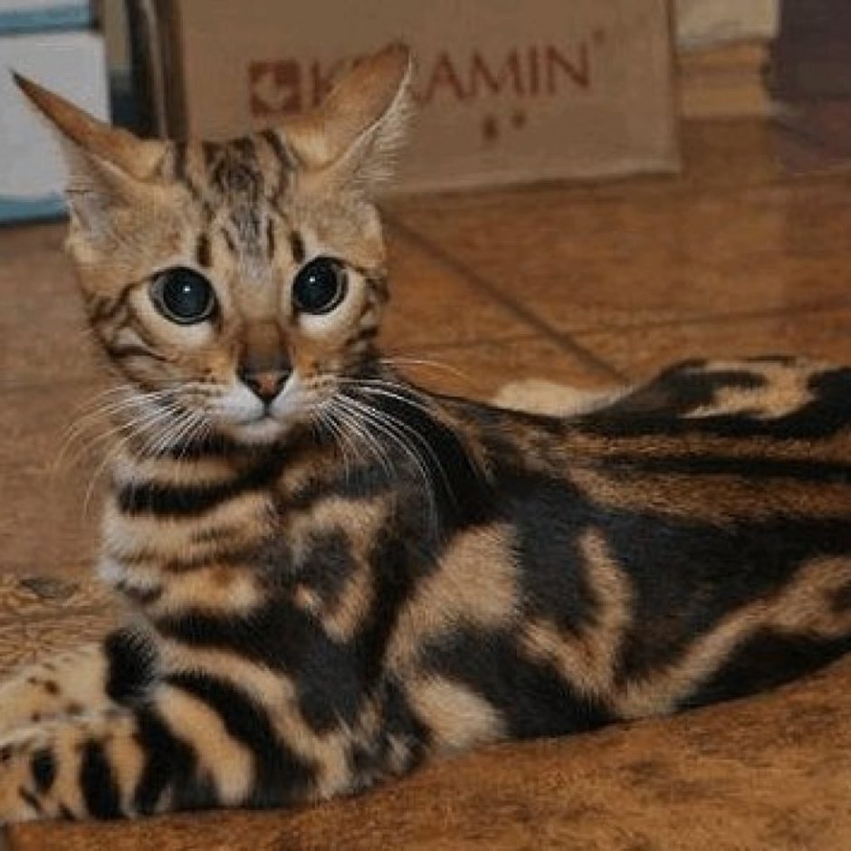 Бенгал мраморный Браун табби