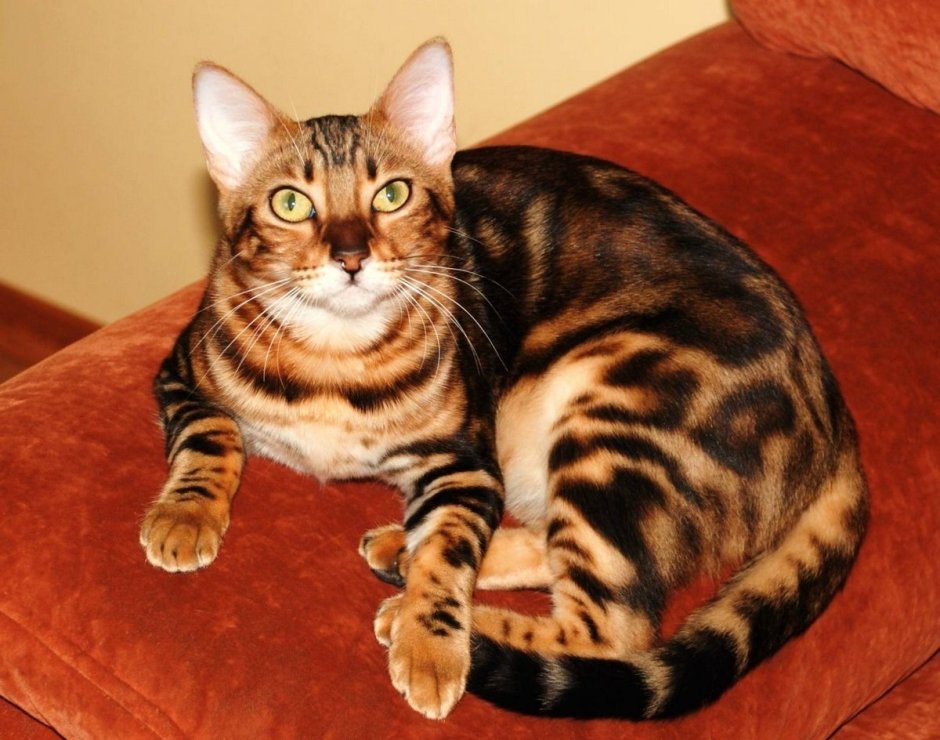 Бенгал мраморный Браун табби