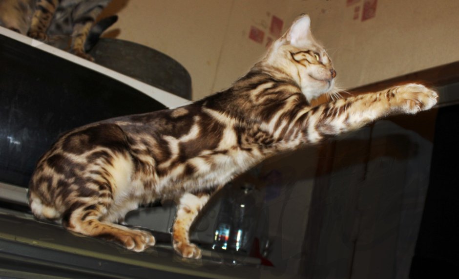 Бенгальская мраморная кошка табби