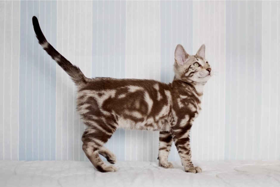 Мраморный бенгальский кот метис