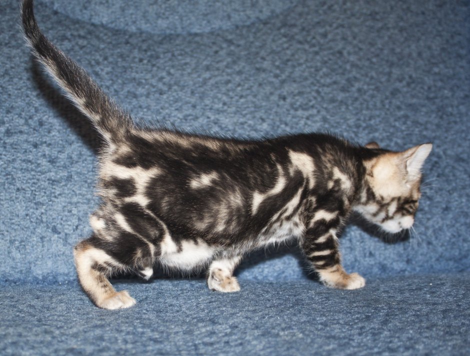 Черный бенгал мраморный